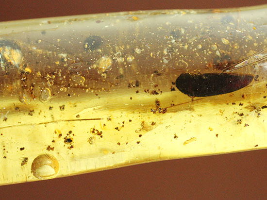虫の触角がはっきりと確認できる、ショッキングな1本。マダガスカル産コーパル化石(Copal)(その6)