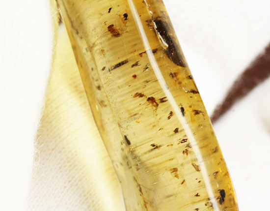 虫の触角がはっきりと確認できる、ショッキングな１本。マダガスカル産コーパル化石(Copal)（その7）