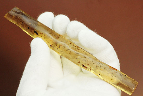 虫の触角がはっきりと確認できる、ショッキングな1本。マダガスカル産コーパル化石(Copal)(その8)