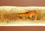 虫の触角がはっきりと確認できる、ショッキングな１本。マダガスカル産コーパル化石(Copal)