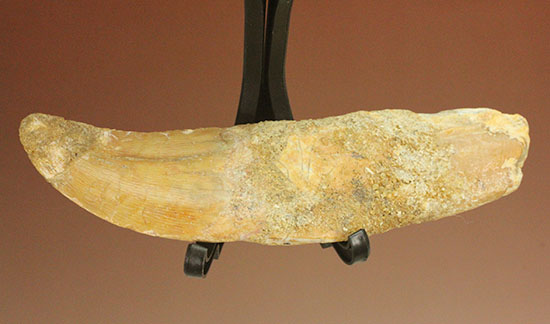 レア！歯根付きカルカロドントサウルスの歯化石（その1）