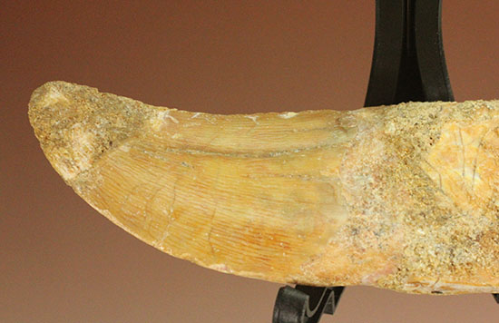 レア！歯根付きカルカロドントサウルスの歯化石（その12）