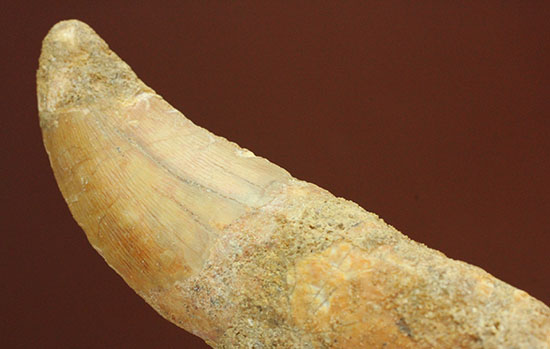 レア！歯根付きカルカロドントサウルスの歯化石（その6）