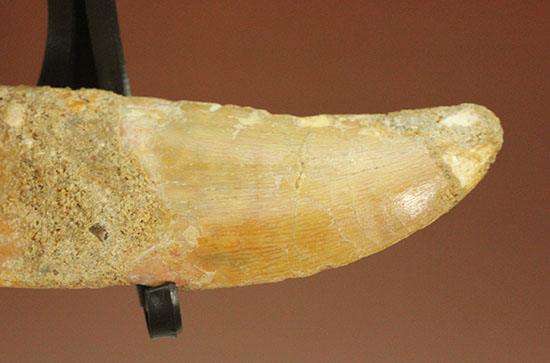 レア！歯根付きカルカロドントサウルスの歯化石（その9）