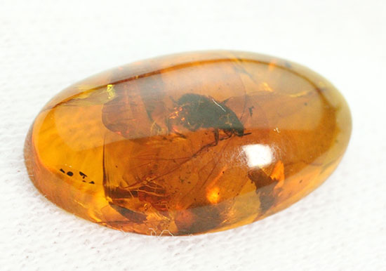 3千万年前の虫を内包したドミニカ産の虫入り琥珀(Amber)/新生代（6500万年前 -- 現在）【ot881】