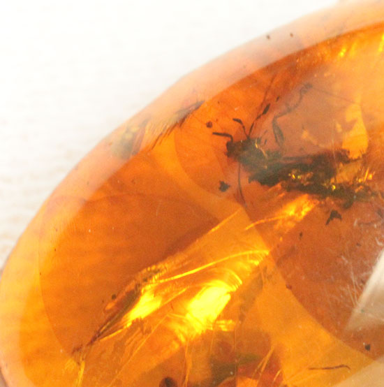 3千万年前の虫を内包したドミニカ産の虫入り琥珀(Amber)（その2）