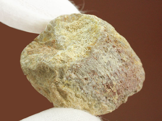 石炭紀のサンゴ化石ポリッシュ標本（その8）