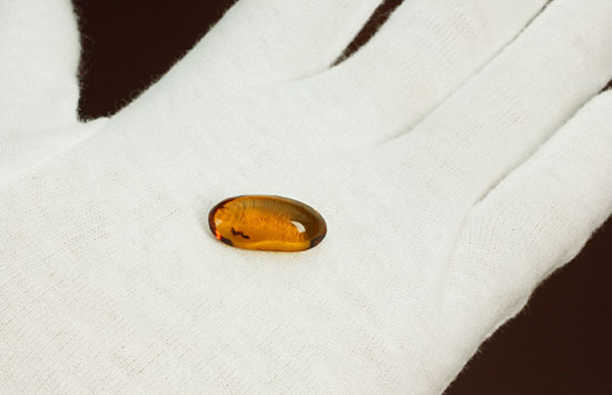 アリが内包されている透明度の高いドミニカ産の虫入り琥珀(Amber)（その3）