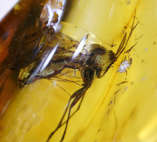 羽虫を内包した、透き通るような黄色をしたバルト海産の琥珀(Amber)/新生代（6500万年前 -- 現在）【ot885】