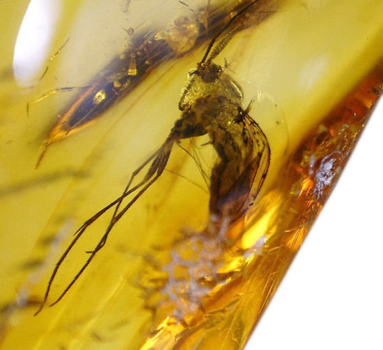 羽虫を内包した、透き通るような黄色をしたバルト海産の琥珀(Amber)/新生代（6500万年前 -- 現在）【ot885】