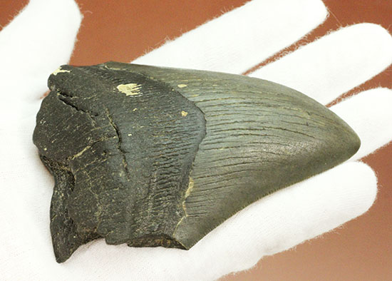 史上最大の古代ザメ、メガロドン歯化石（その4）