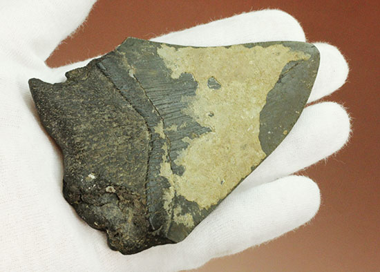 史上最大の古代ザメ、メガロドン歯化石(その5)