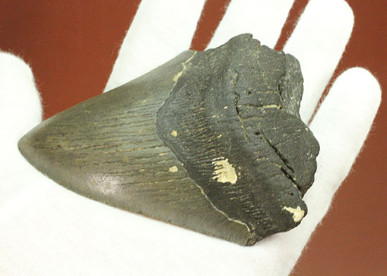 史上最大の古代ザメ、メガロドン歯化石（その6）