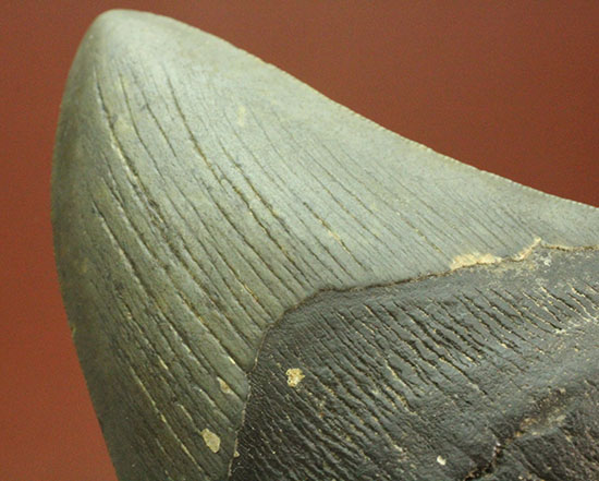 史上最大の古代ザメ、メガロドン歯化石/新生代（6500万年前 -- 現在）【sh118】