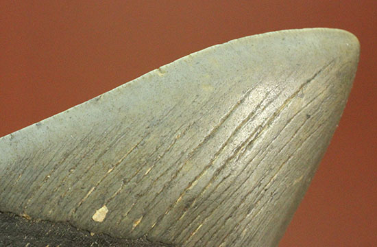 史上最大の古代ザメ、メガロドン歯化石（その8）