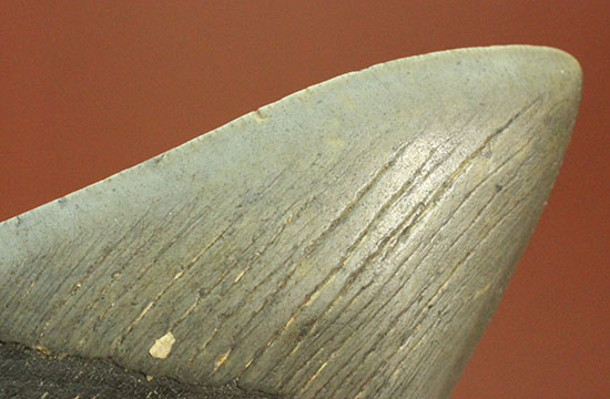 史上最大の古代ザメ、メガロドン歯化石(その8)
