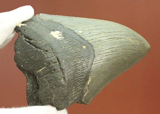 史上最大の古代ザメ、メガロドン歯化石（その9）