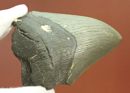 史上最大の古代ザメ、メガロドン歯化石(その9)