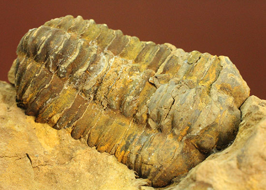 学習標本としても役立ちます！三葉虫カリメネ種ノジュール化石（その1）