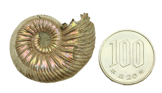 イリデッセンスと金属光沢のコラボ!ロシア産アンモナイト、クエンステッドトセラス(その16)