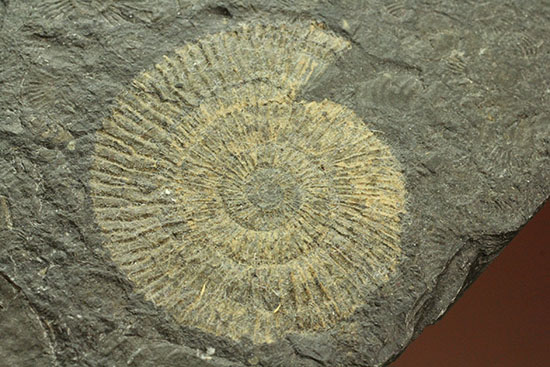 ドイツ・ホルツマーデン産パイライト化したダクチリオセラス(Dactylioceras)(その10)