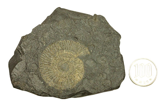 ドイツ・ホルツマーデン産パイライト化したダクチリオセラス(Dactylioceras)(その11)