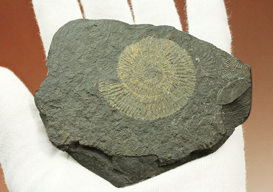 ドイツ・ホルツマーデン産パイライト化したダクチリオセラス(Dactylioceras)(その3)
