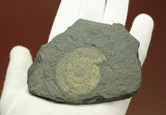 ドイツ・ホルツマーデン産パイライト化したダクチリオセラス(Dactylioceras)(その4)