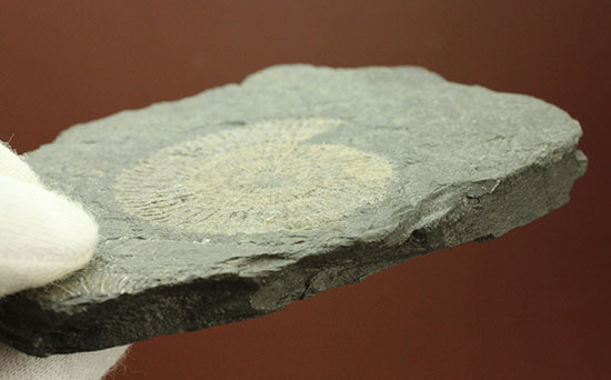 ドイツ・ホルツマーデン産パイライト化したダクチリオセラス(Dactylioceras)(その6)