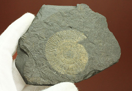 ドイツ・ホルツマーデン産パイライト化したダクチリオセラス(Dactylioceras)(その7)