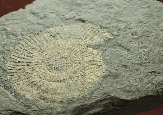 ドイツ・ホルツマーデン産パイライト化したダクチリオセラス(Dactylioceras)(その8)