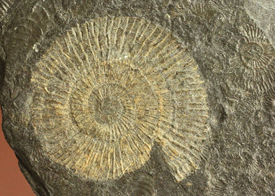 ドイツ・ホルツマーデン産パイライト化したダクチリオセラス(Dactylioceras)(その9)