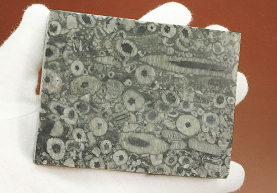 古生代シルル紀のウミユリの茎が織りなす不思議な模様。ウミユリの化石プレート。/古生代シルル紀（4億4600万 -- 4億1000万年前）【ot889】