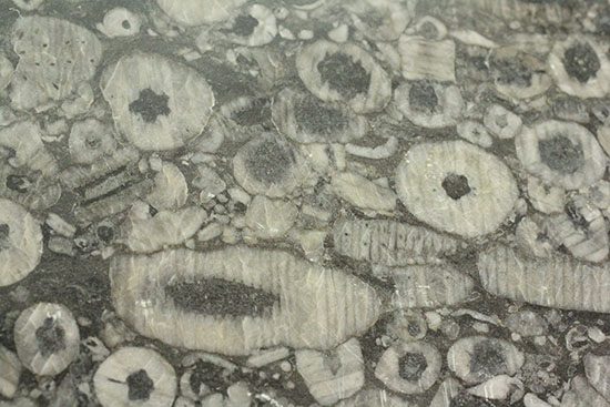 古生代シルル紀のウミユリの茎が織りなす不思議な模様。ウミユリの化石プレート。（その6）