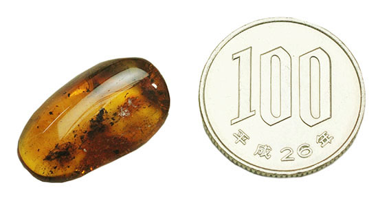 ブランド産地バルト海産の琥珀(Amber)美しい飴色。(その10)