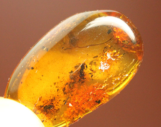ブランド産地バルト海産の琥珀(Amber)美しい飴色。(その5)