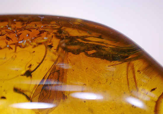 ブランド産地バルト海産の琥珀(Amber)美しい飴色。/新生代（6500万年前 -- 現在）【ot891】