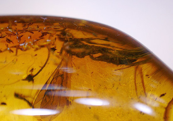 ブランド産地バルト海産の琥珀(Amber)美しい飴色。(その6)