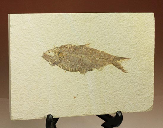 およそ５千万年前の古代魚ナイティアの良質標本。大きな10cm級。/新生代第三紀（6500万 -- 260万年前）【ot893】