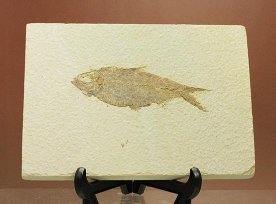 およそ５千万年前の古代魚ナイティアの良質標本。大きな10cm級。（その13）