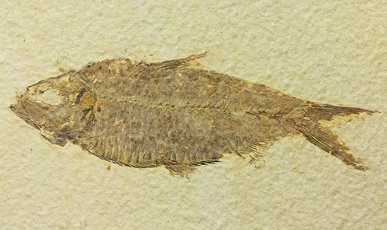 およそ５千万年前の古代魚ナイティアの良質標本。大きな10cm級。/新生代第三紀（6500万 -- 260万年前）【ot893】