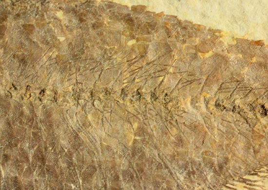 およそ５千万年前の古代魚ナイティアの良質標本。大きな10cm級。（その9）