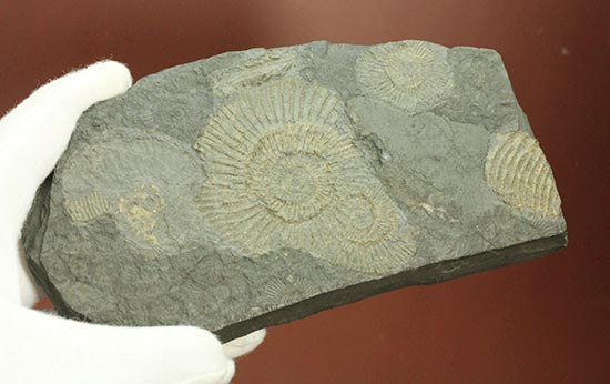 花火のようなホルツマーデン産ダクチリオセラスの群集標本(その10)