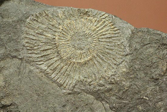 花火のようなホルツマーデン産ダクチリオセラスの群集標本(その4)