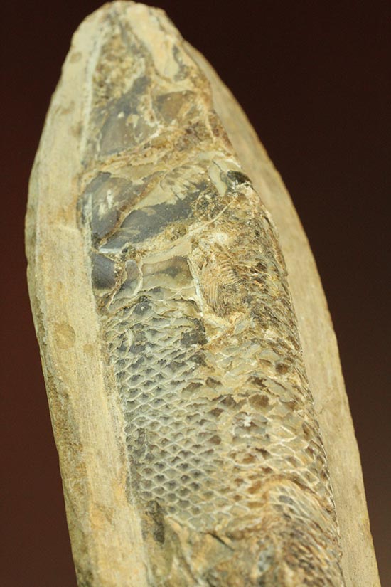 ウロコが見ものです！１６センチの白亜紀ブラジル産魚化石、ラコレピス/中生代白亜紀（1億3500万 -- 6500万年前）【ot894】
