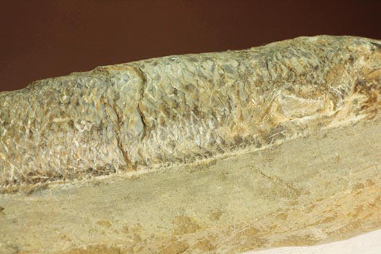 ウロコが見ものです！１６センチの白亜紀ブラジル産魚化石、ラコレピス（その10）