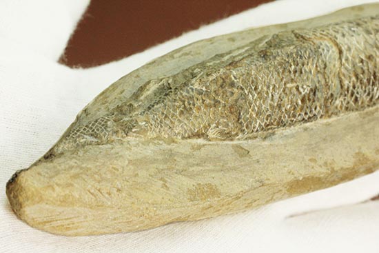 ウロコが見ものです！１６センチの白亜紀ブラジル産魚化石、ラコレピス（その11）