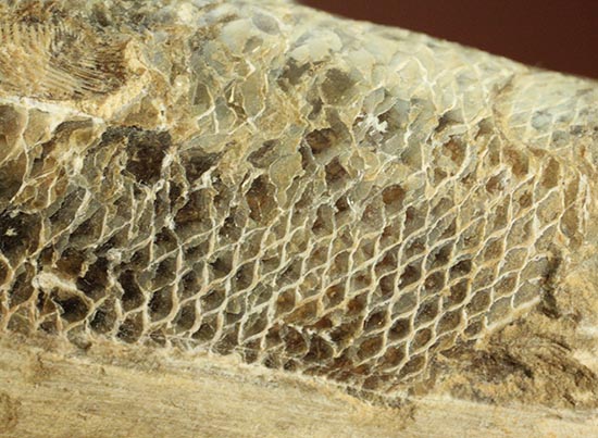 ウロコが見ものです！１６センチの白亜紀ブラジル産魚化石、ラコレピス（その12）