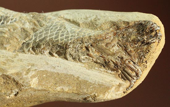 ウロコが見ものです！１６センチの白亜紀ブラジル産魚化石、ラコレピス（その13）