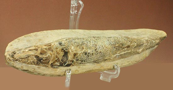ウロコが見ものです！１６センチの白亜紀ブラジル産魚化石、ラコレピス（その2）
